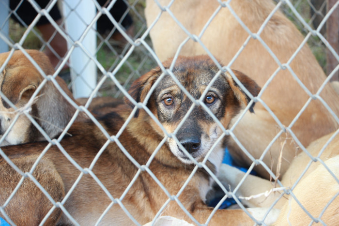 sad dog behind fence